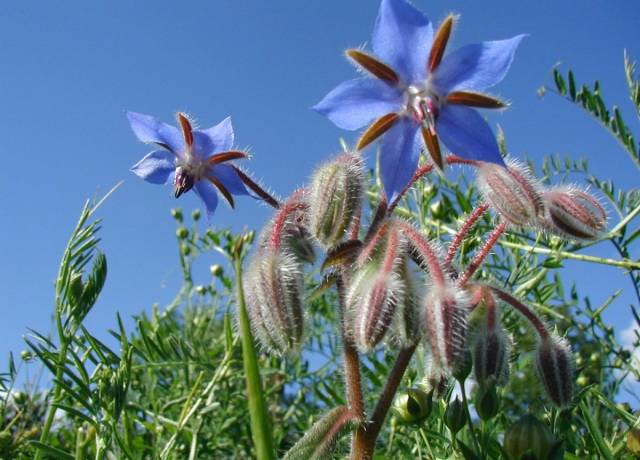 گاوزبان باغی Borago officinalis 3